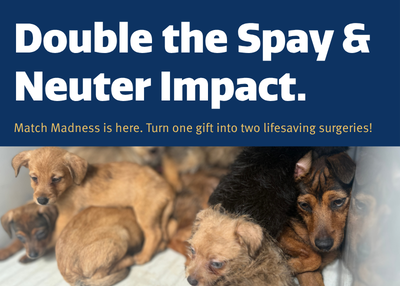 Houston Humane Society | Match Madness: Spay & Neuter
