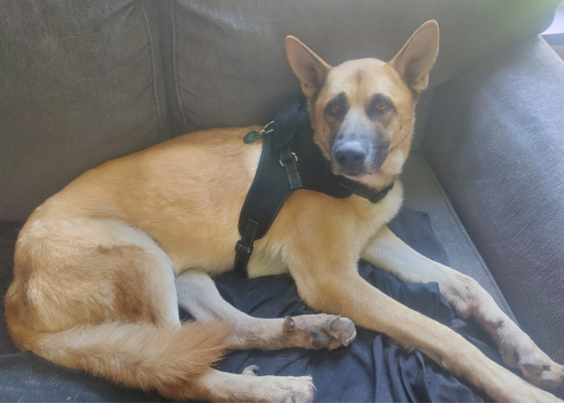 Houston Humane Society | Max's Happy Tail