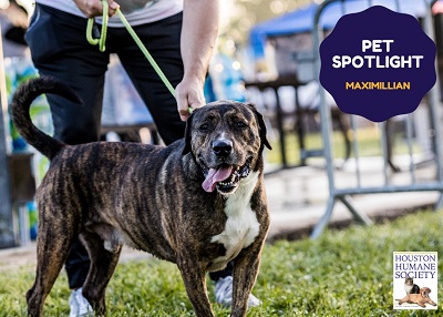 Houston Humane Society | Maximillian
