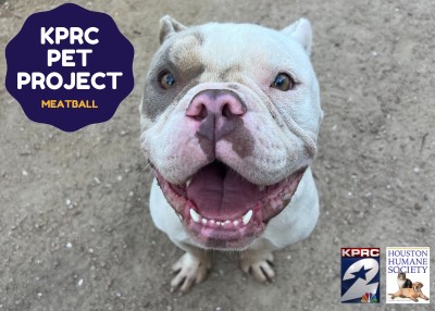 Houston Humane Society | Meatball