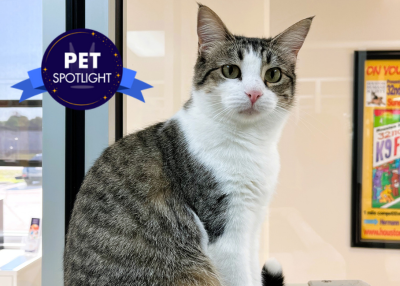 Houston Humane Society | Mercury