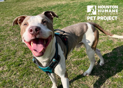 Houston Humane Society | Mesiah