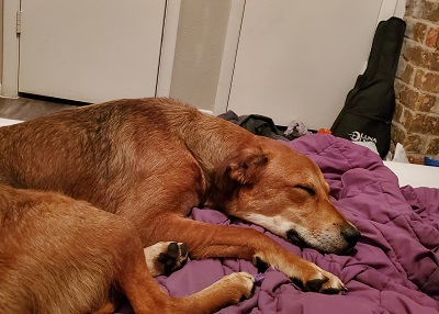Houston Humane Society | Happy Tail Midas