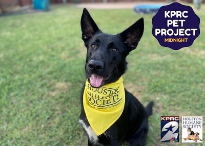 Houston Humane Society | Midnight