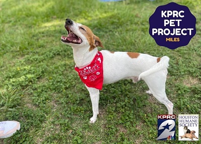 Houston Humane Society | Miles
