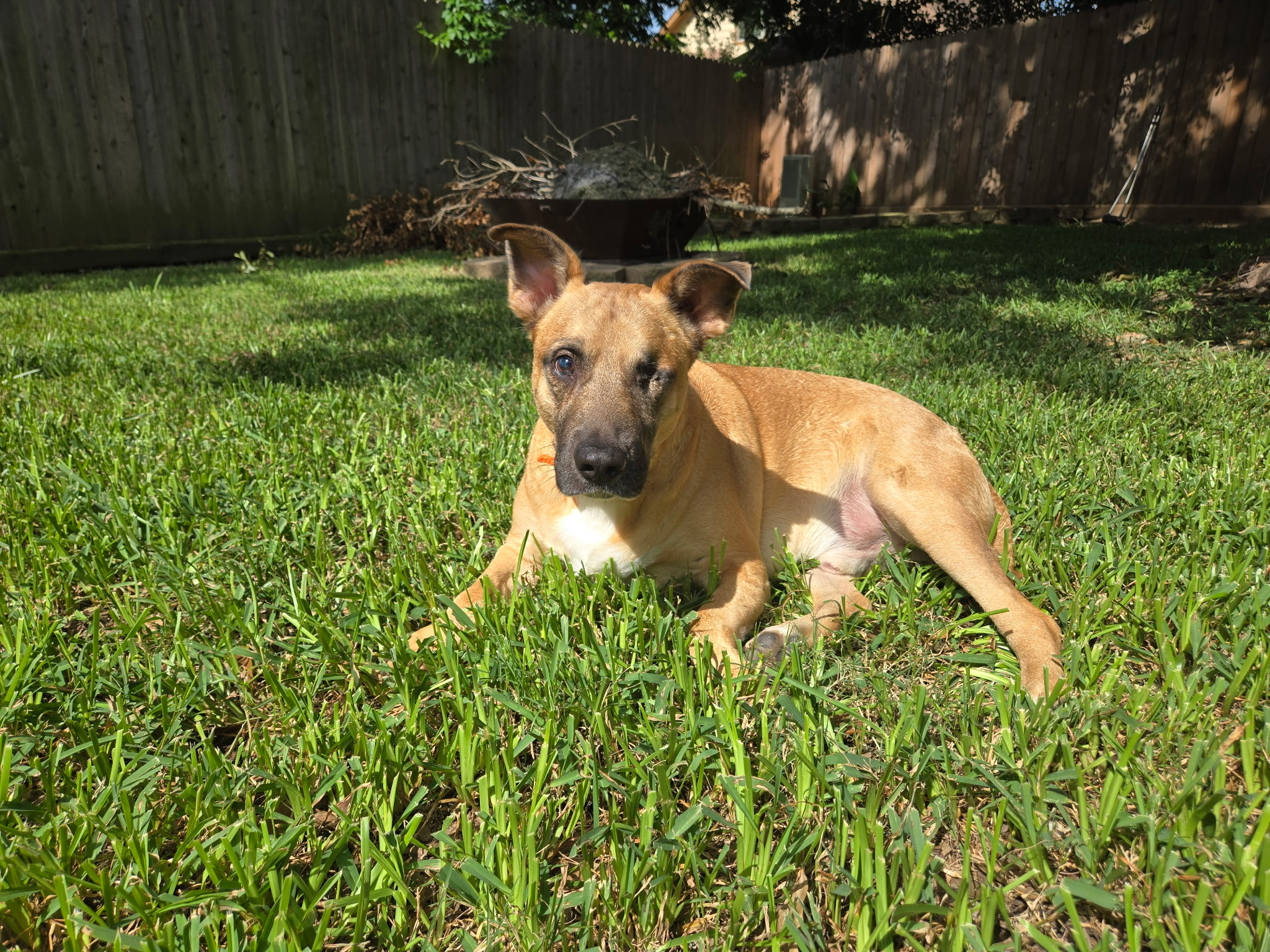 milo-happy-tail-1