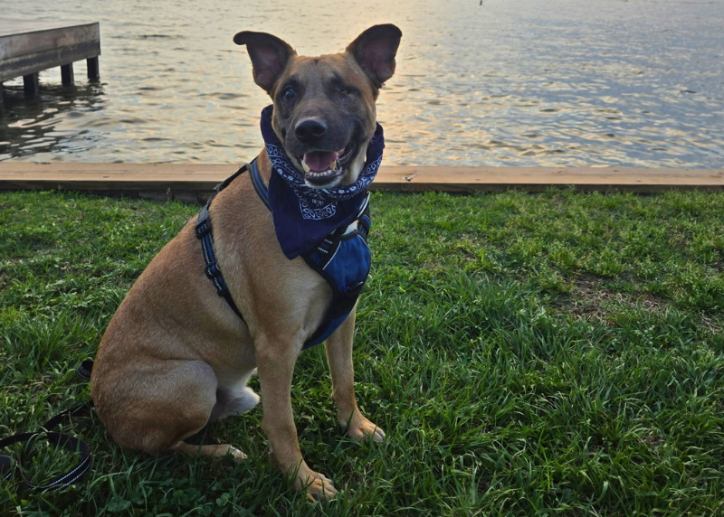 Houston Humane Society | Milo's Happy Tail