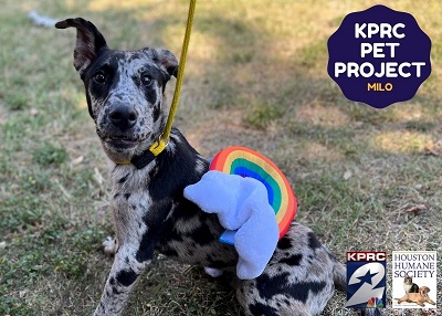 Houston Humane Society | Milo