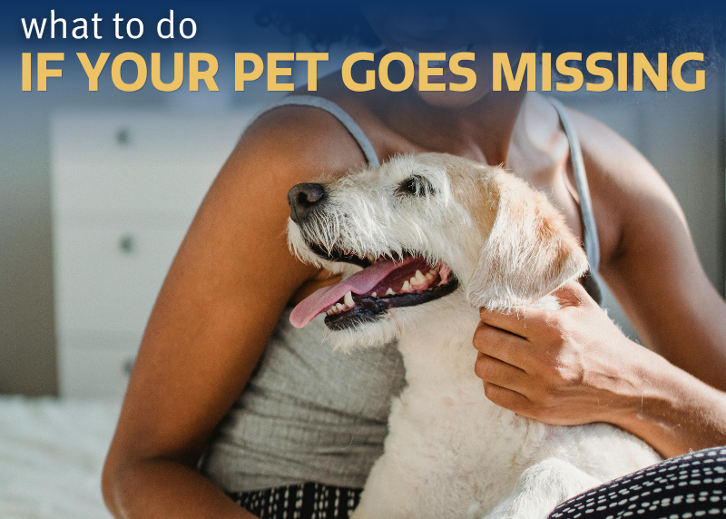 Houston Humane Society | What to Do if Your Pet Goes Missing