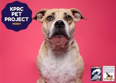 Houston Humane Society | Mixey