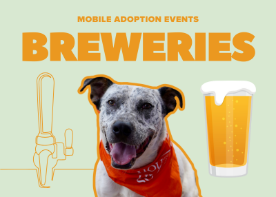 Houston Humane Society | Mobile Adoptions at Saint Arnold Brewing Company
