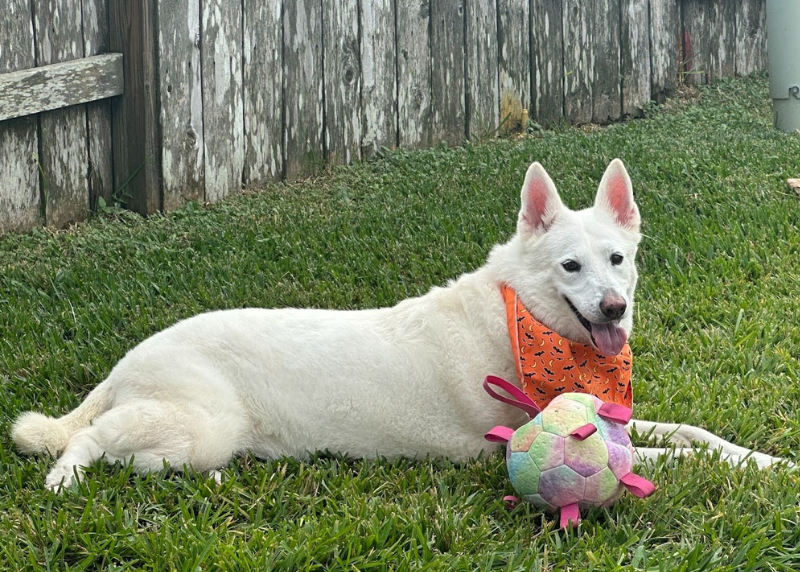 Houston Humane Society | Mochi's Happy Tail