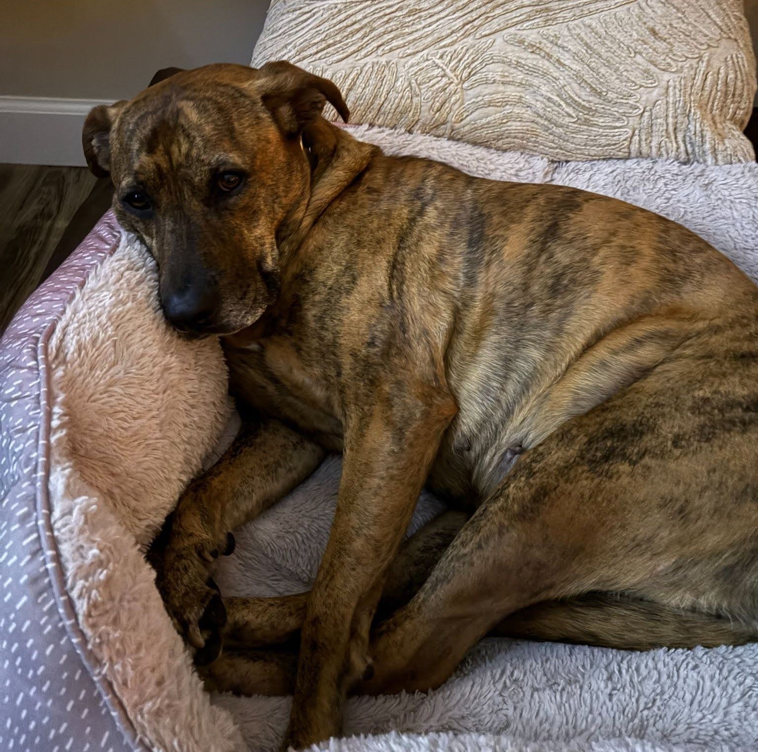 molly-happy-tail-1