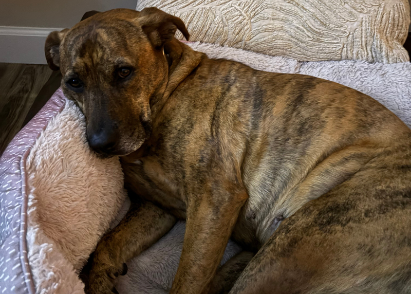 Houston Humane Society | Molly's Happy Tail