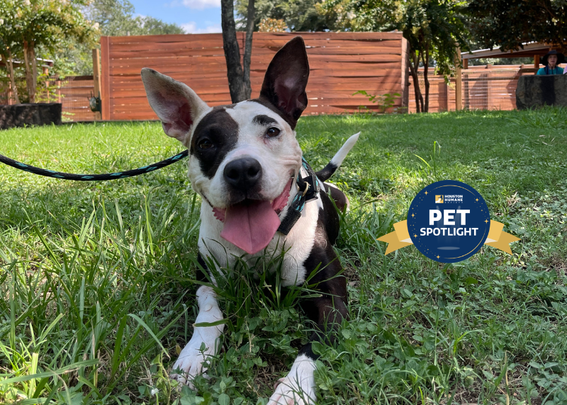 Houston Humane Society | Moon Pie