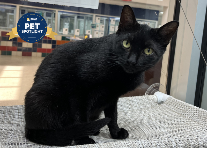 Houston Humane Society | Morena