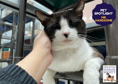Houston Humane Society | Mr. Handsome