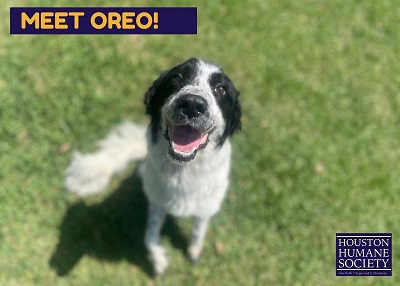Houston Humane Society | Mrs. Oreo