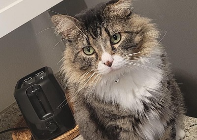 Houston Humane Society | Happy Tail Mr. Winston