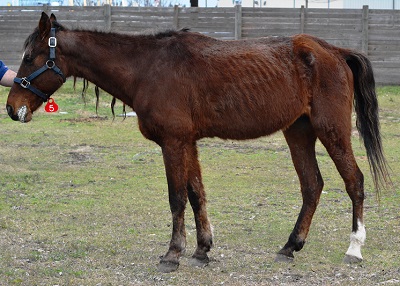 Houston Humane Society | First Horse Rescued as Part of Monty’s Task Force