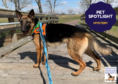 Houston Humane Society | Mystery