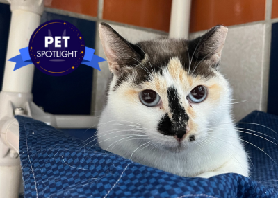 Houston Humane Society | Nanny Fran