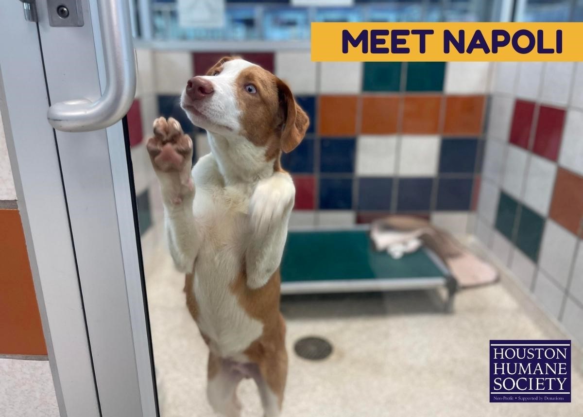 Houston Humane Society | Napoli
