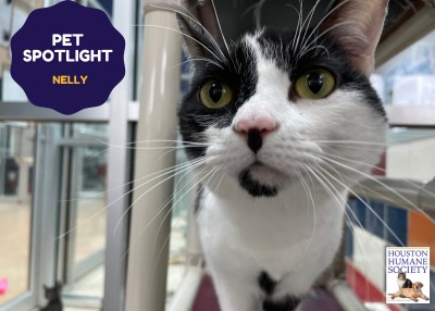 Houston Humane Society | Nelly