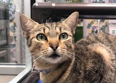 Houston Humane Society | Newbie