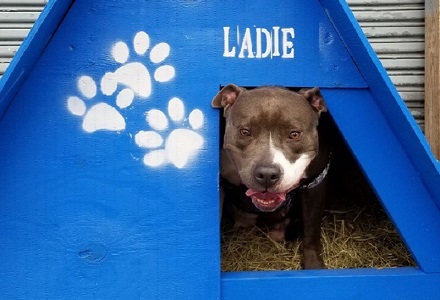 New Home New Start Houston Humane Society