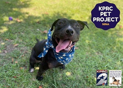 Houston Humane Society | Nina