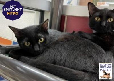 Houston Humane Society | Nitro