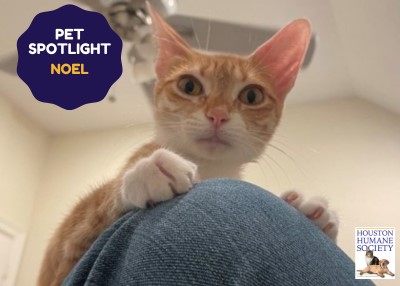 Houston Humane Society | Noel