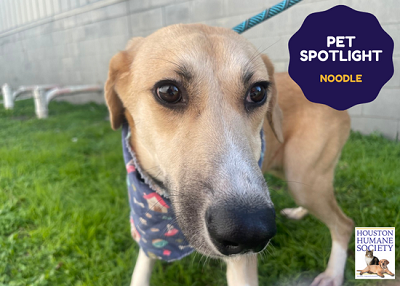 Houston Humane Society | Noodle