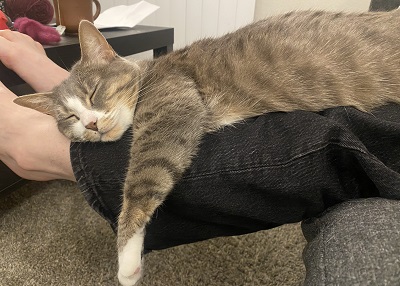 Houston Humane Society | Happy Tail November