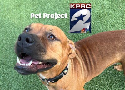 Houston Humane Society | Nutmeg