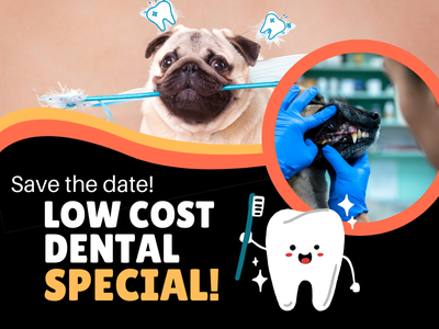 Houston Humane Society | October Clinic Special