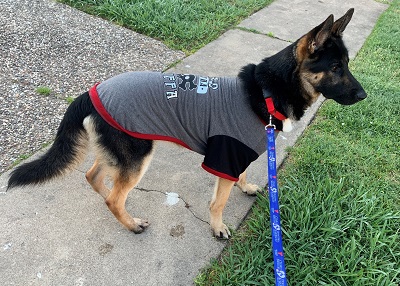 Houston Humane Society | Happy Tail Odin