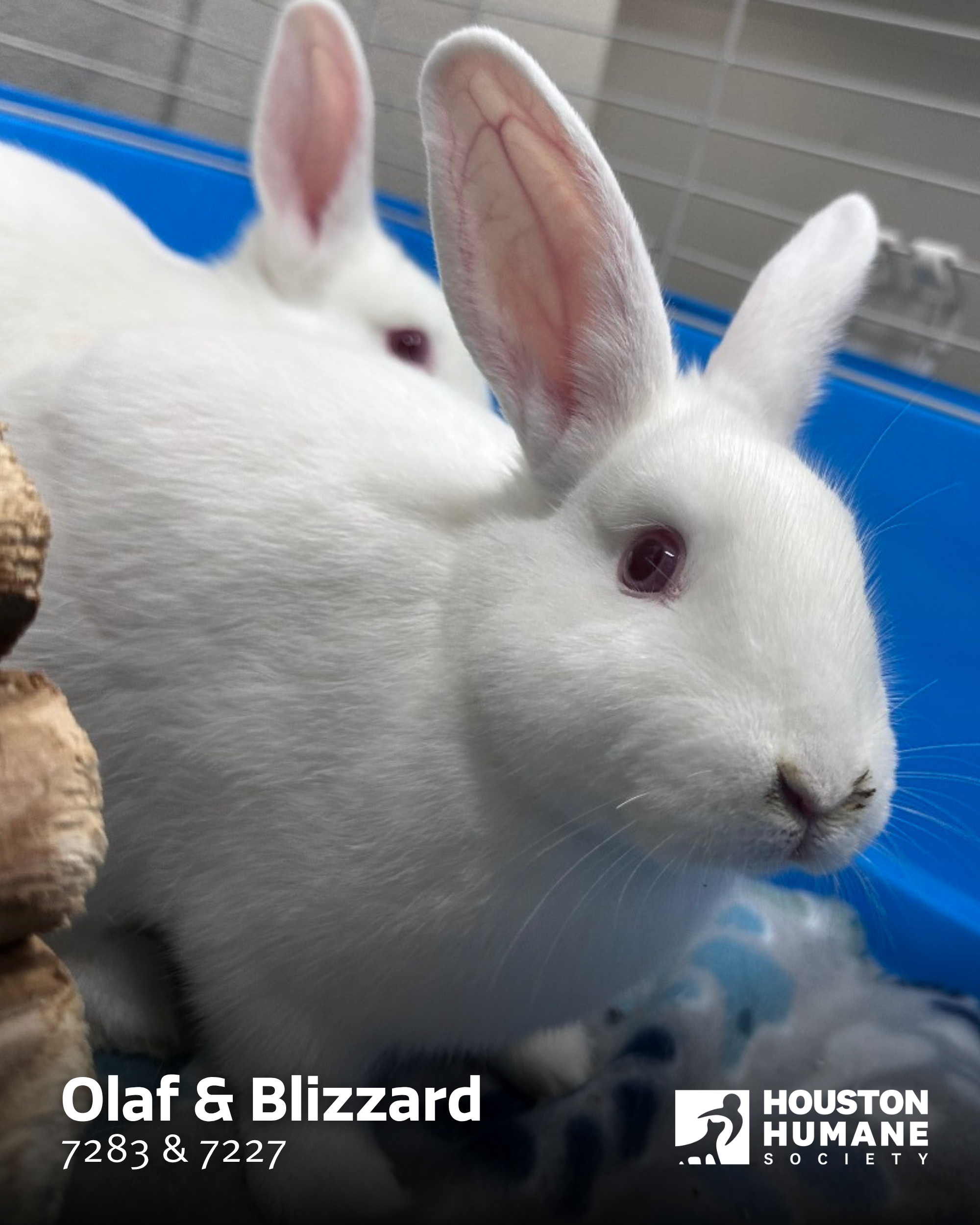 olaf-and-blizzard-name--id