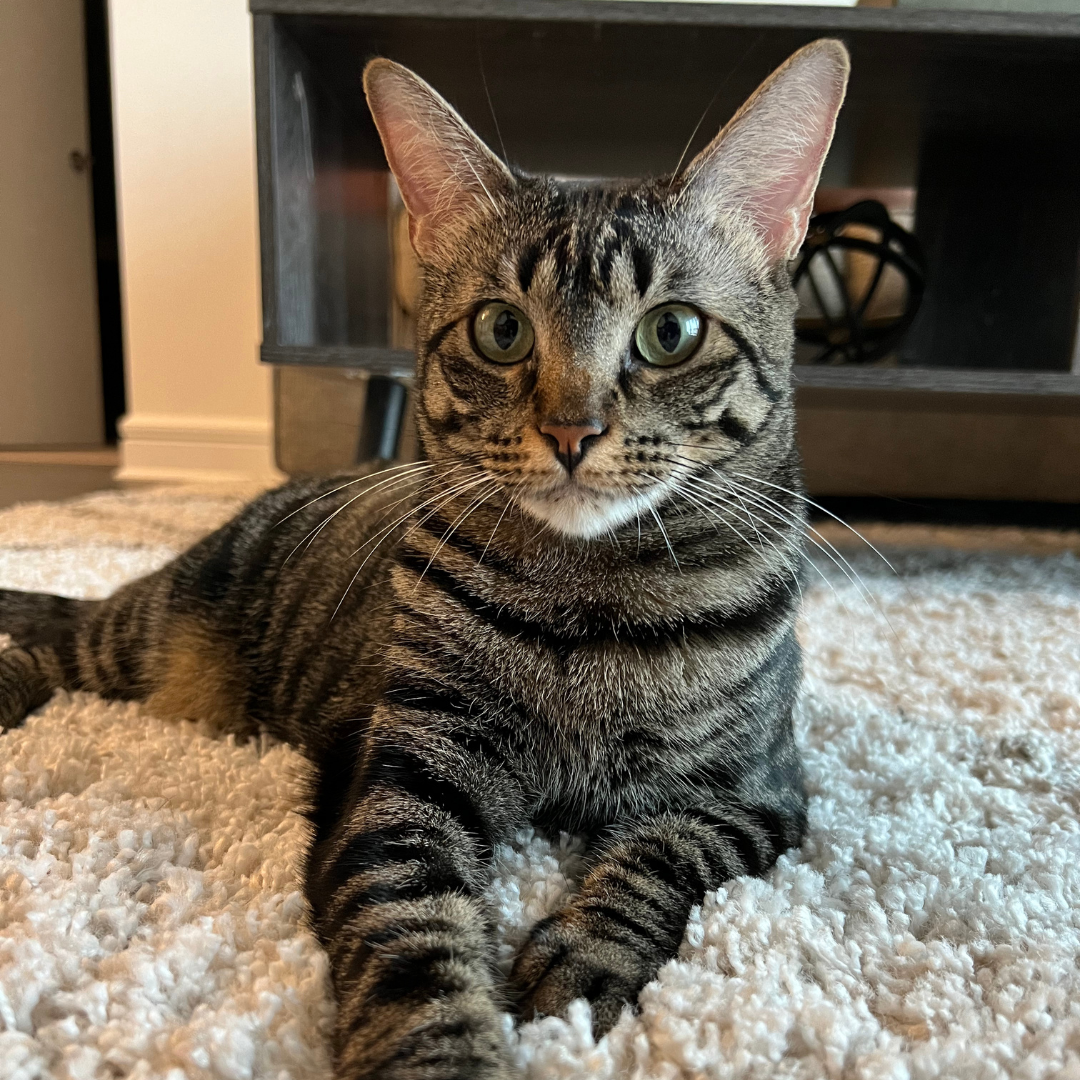 olive-happy-tail-1