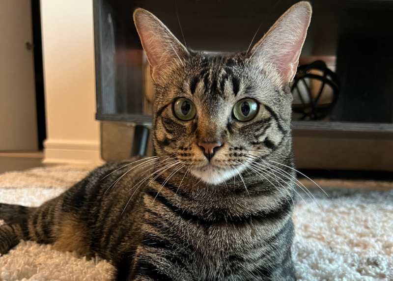 Houston Humane Society | Olive's Happy Tail
