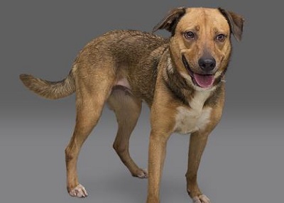 Houston Humane Society | Olva