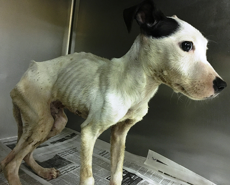 one-of-two-emaciated-pitbulls-seized-on-may-2-day