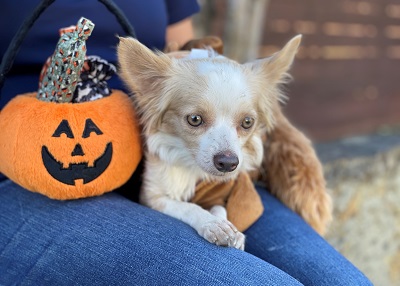 Houston Humane Society | Orbit