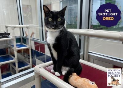 Houston Humane Society | Oreo