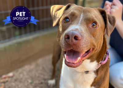 Houston Humane Society | Othello