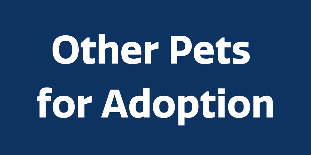 other-pets-for-adoption