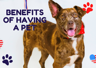 Houston Humane Society | Pets for Vets