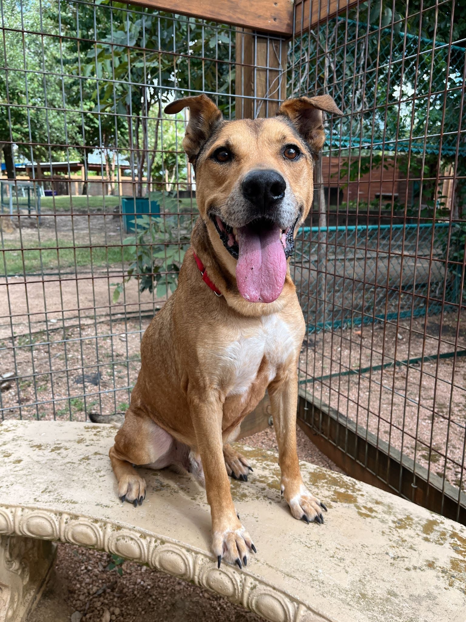 pablo-pet-project-1
