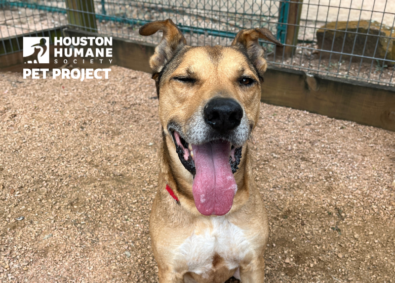 Houston Humane Society | Pablo
